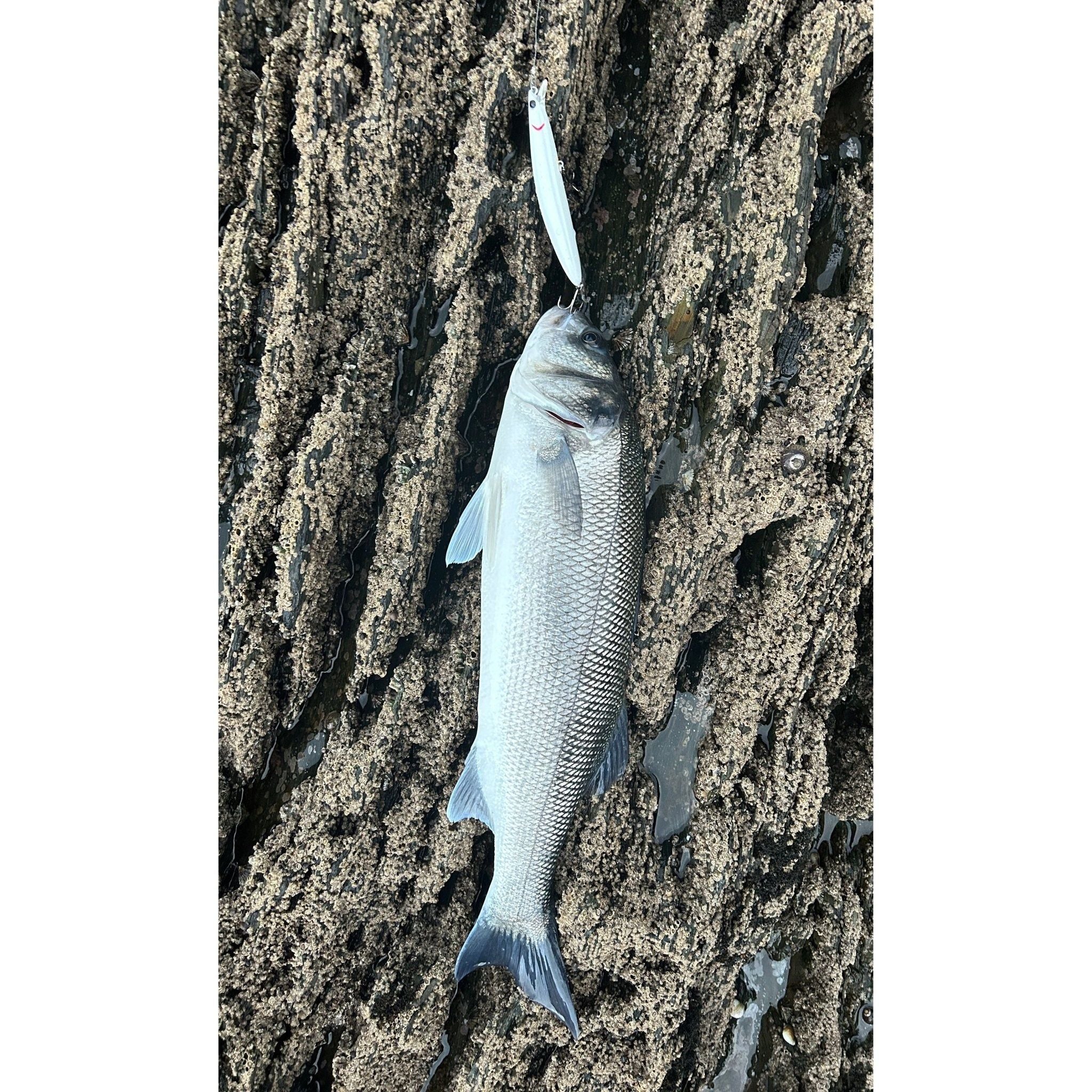 Medium Shallow Diving Gliding 2m Bass Lure 125mm 20g - Bass Lures UK