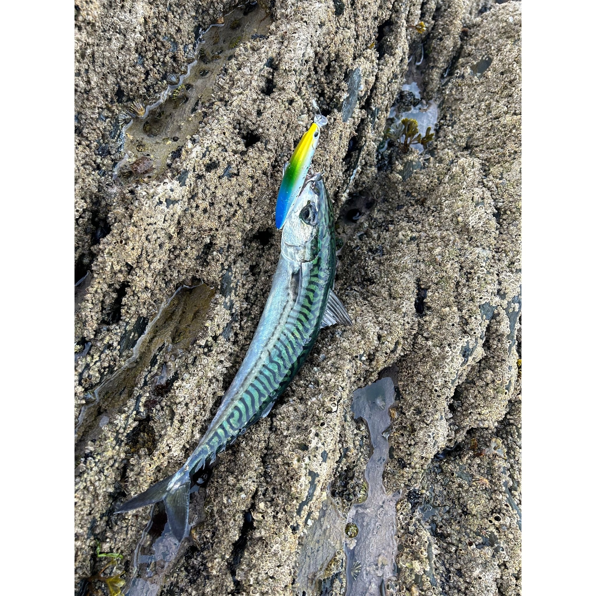 Medium & Small Sub Surface Ranger 0.5m Bass Lure - Bass Lures UK