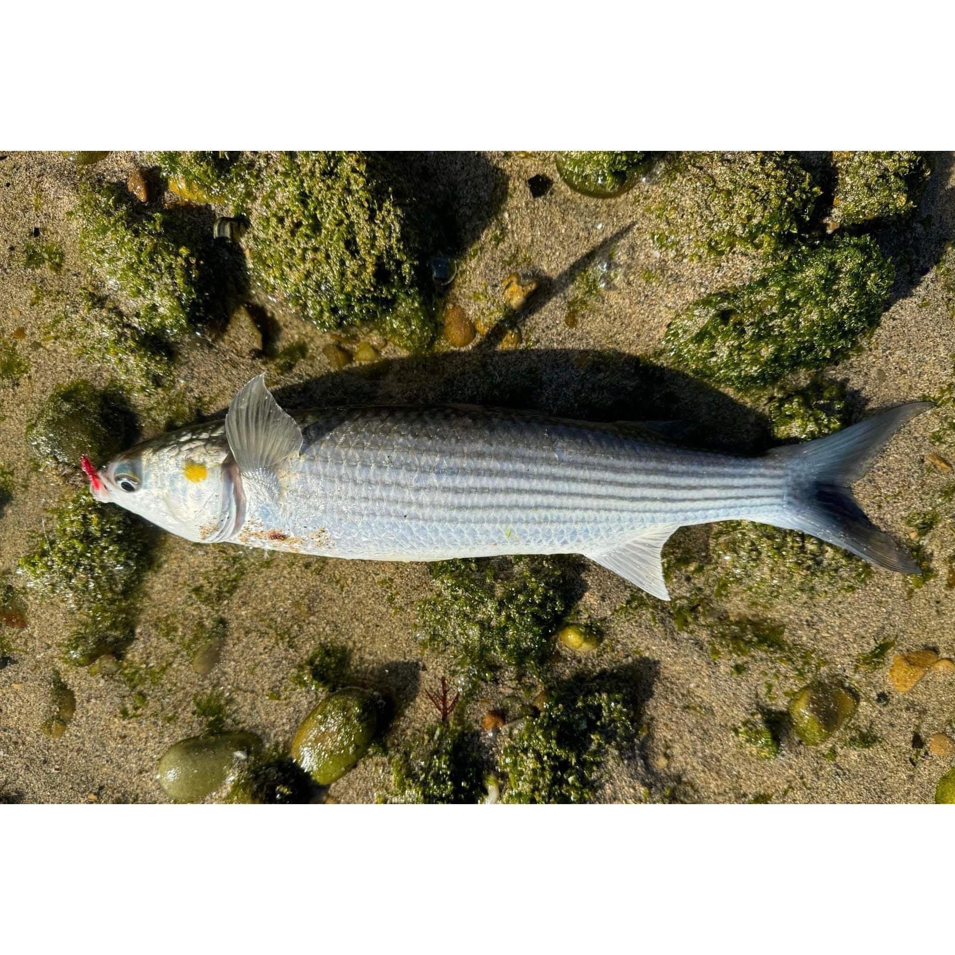 Saltwater Species Fly Packs - Bass Lures UK