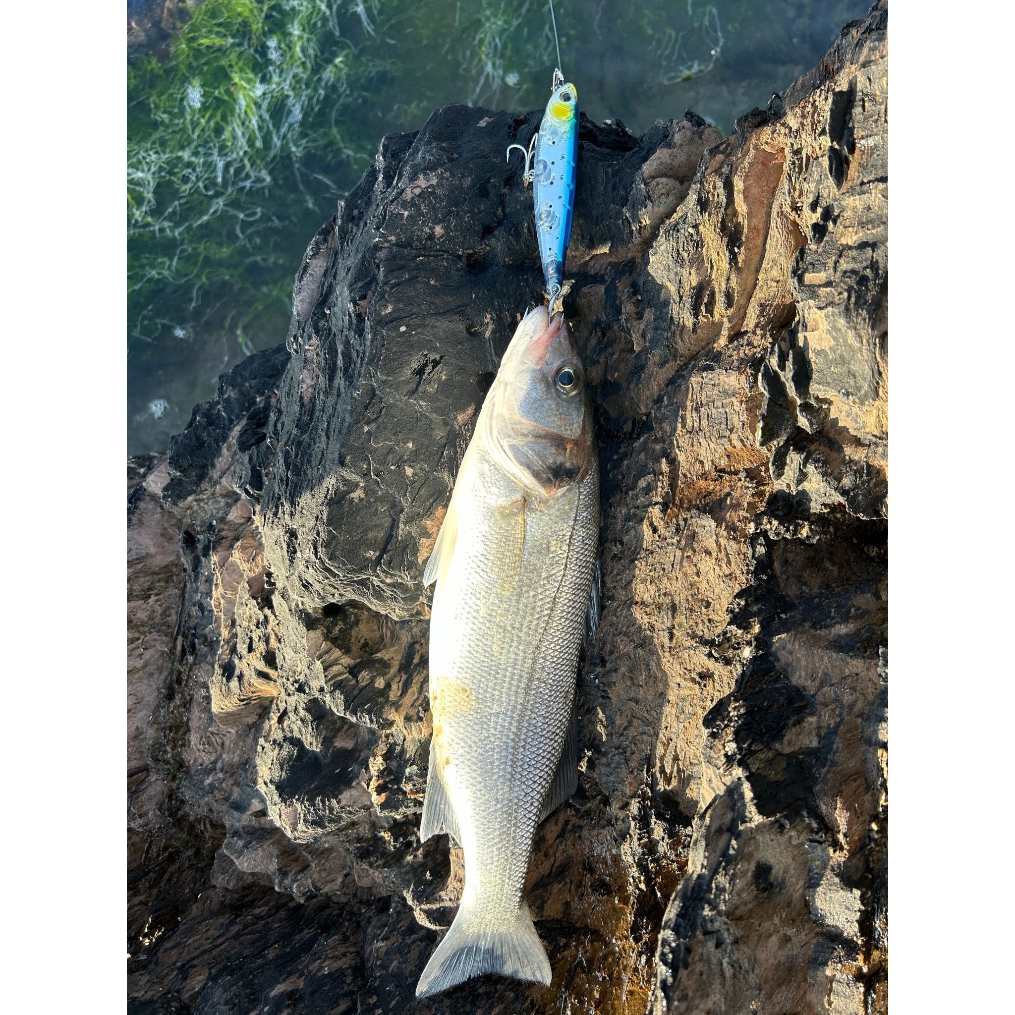 Small Surface Dog Bass Lure 95mm 15g - Bass Lures UK