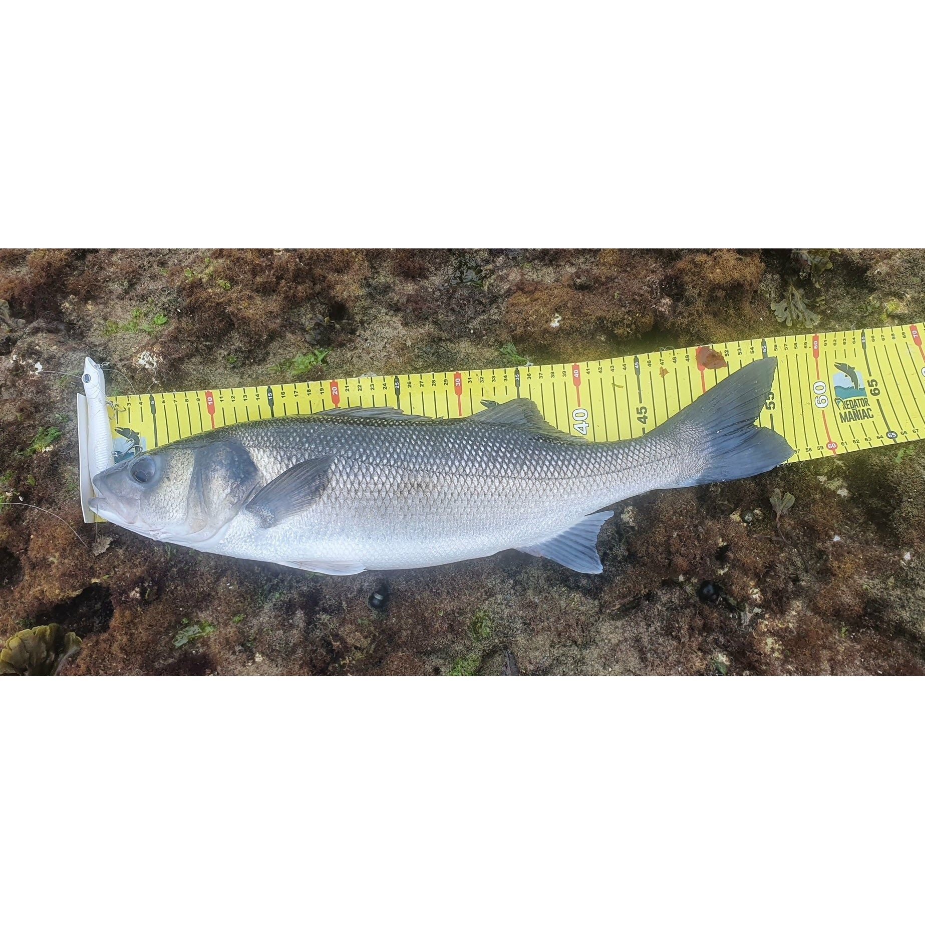 Medium Surface Topwater Bass Lure 125mm 19g