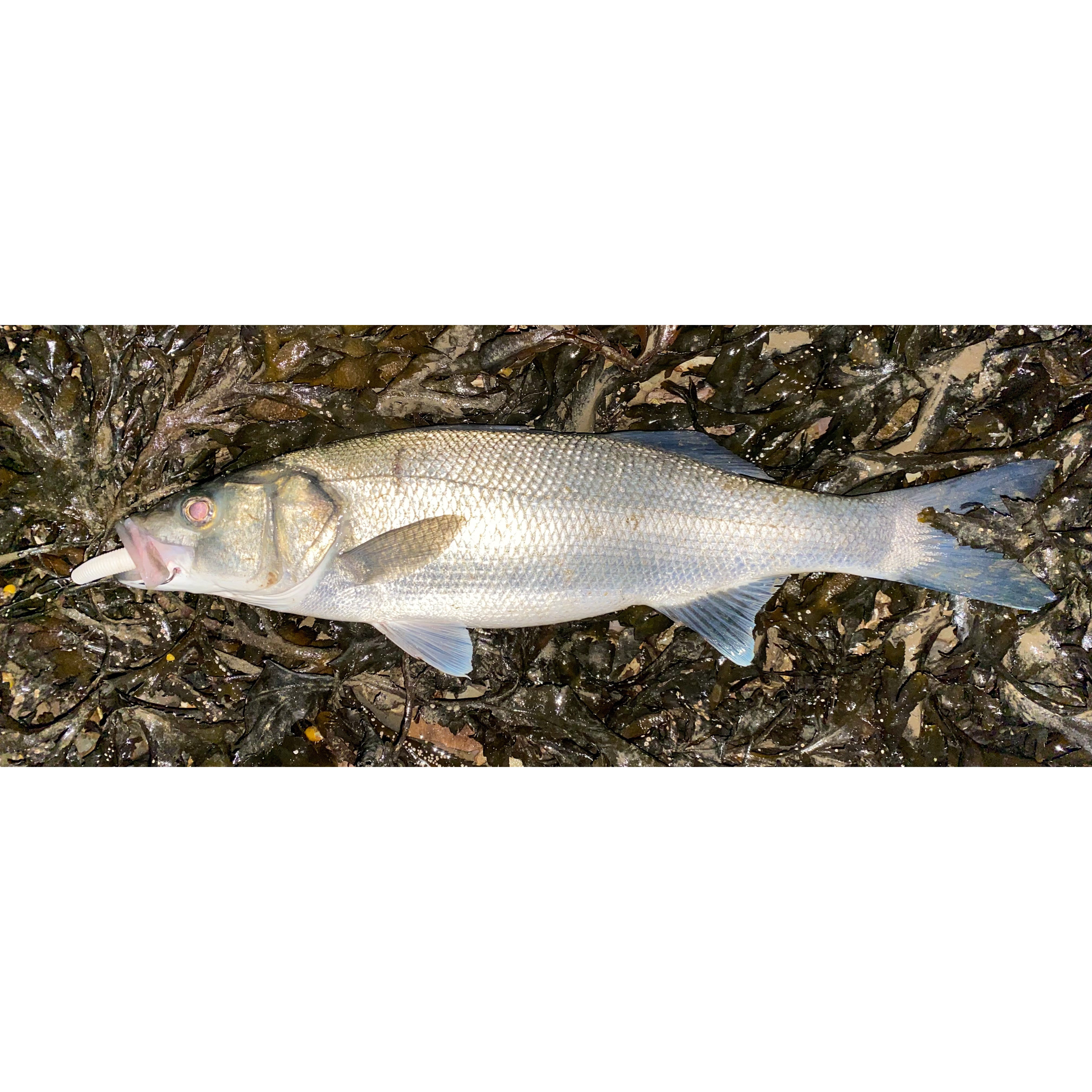 B&U 47mm Tpe Floating Senko Worms Bass Fishing Lure Soft Plastic Artificial  Bait Ned Wacky Rig Weightless Leurre Souple Wobbler - AliExpress